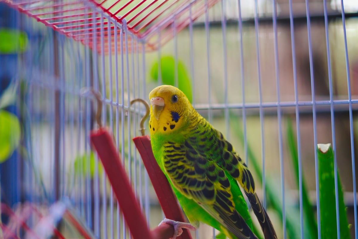 Adopter un oiseau de compagnie : le guide pour bien l'accueillir