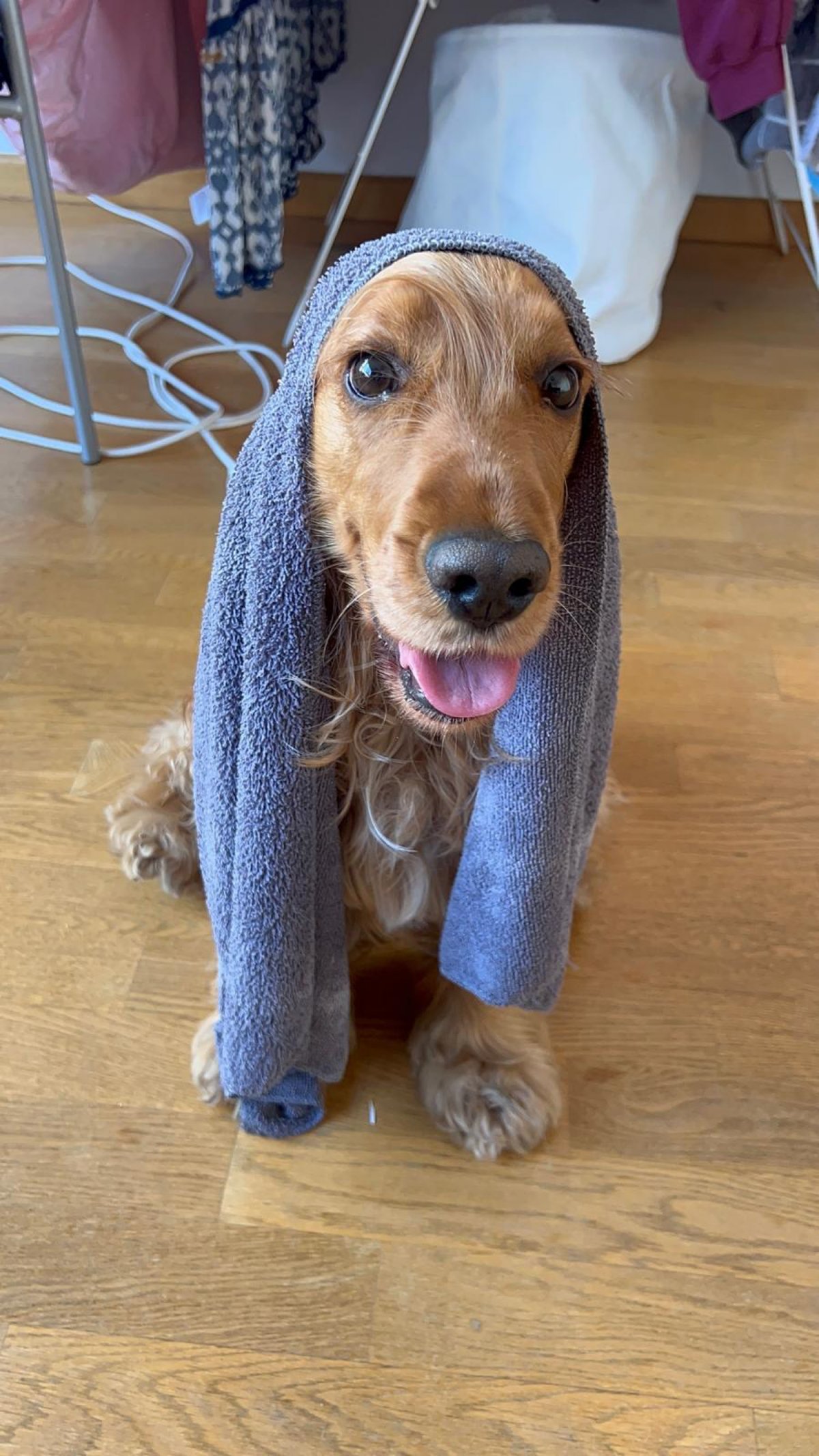 Canicule: 10 réflexes qui peuvent sauver votre chien cet été
