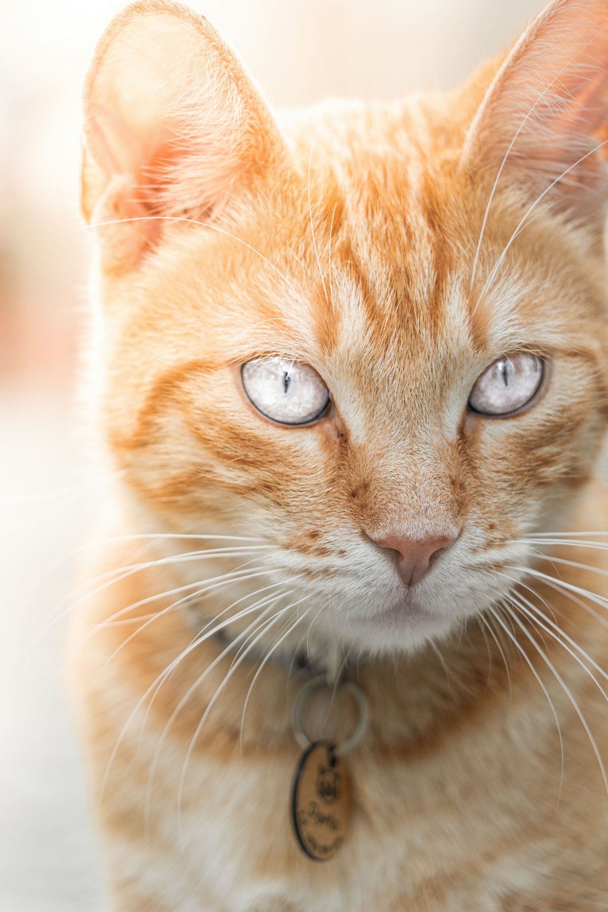 Identification du chat : puce, I-CAD et obligations, ce qu'il faut savoir