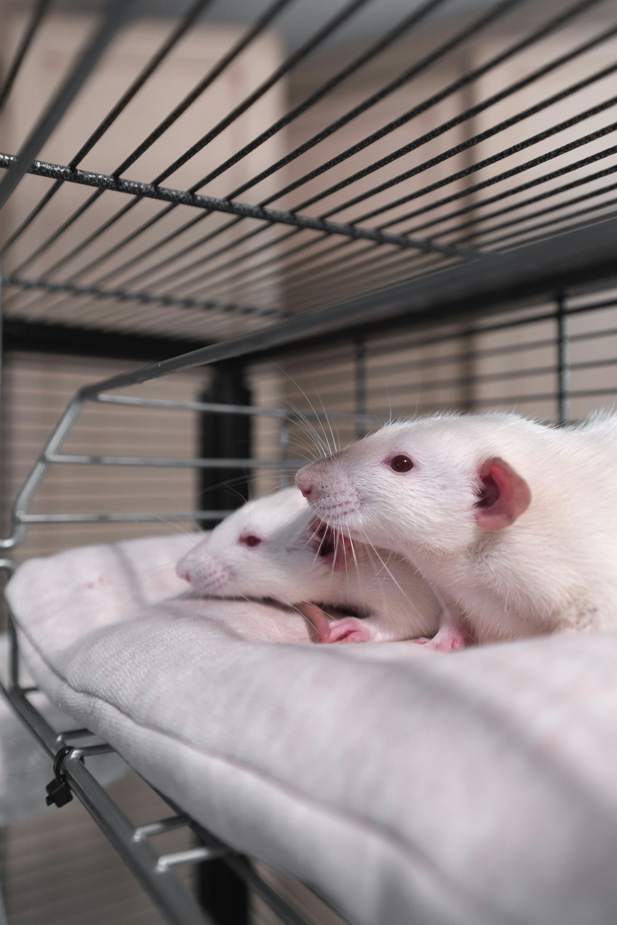 Furet, cochon d'Inde, rat : bien s'occuper des petits mammifères NAC