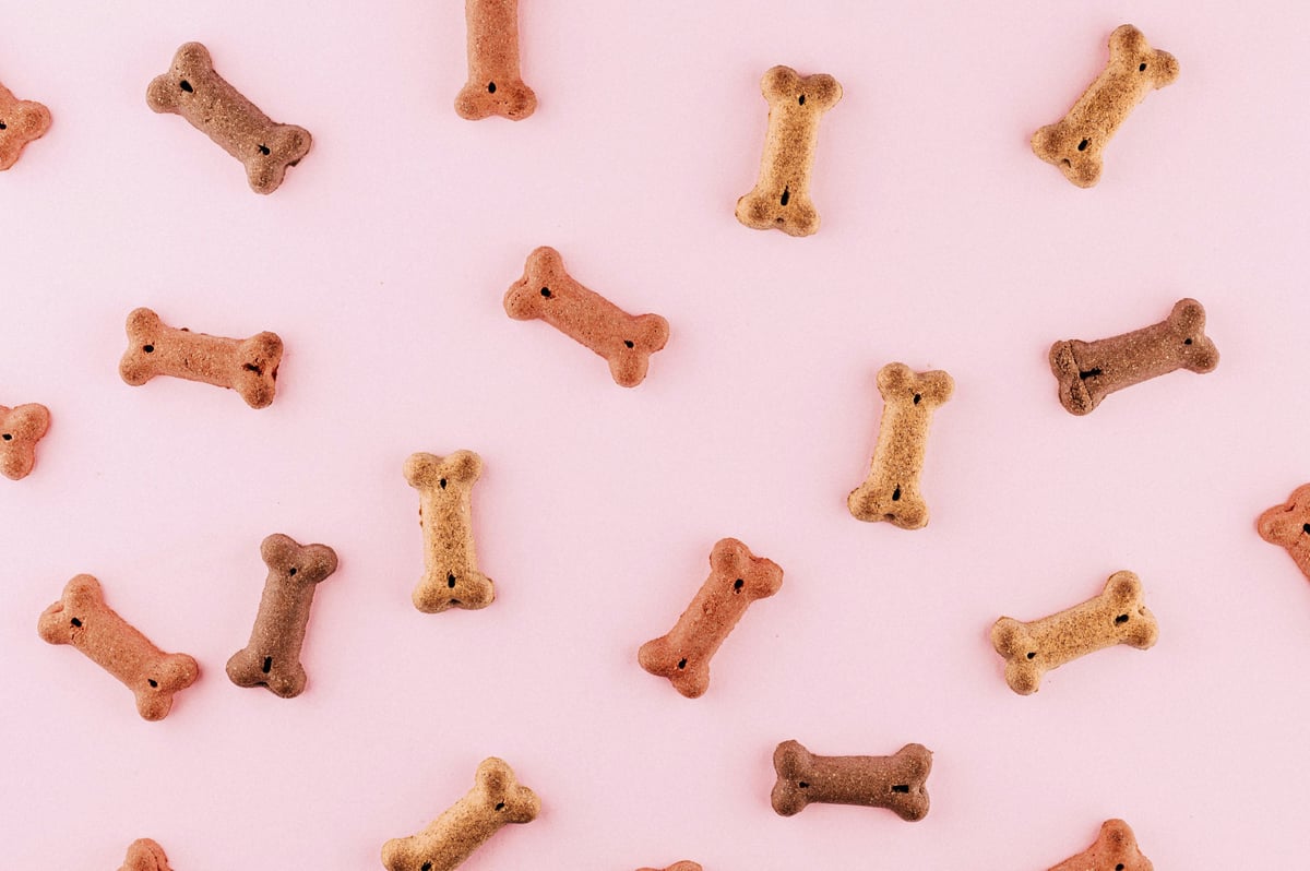 Les friandises du chien : bien les choisir, bien les doser