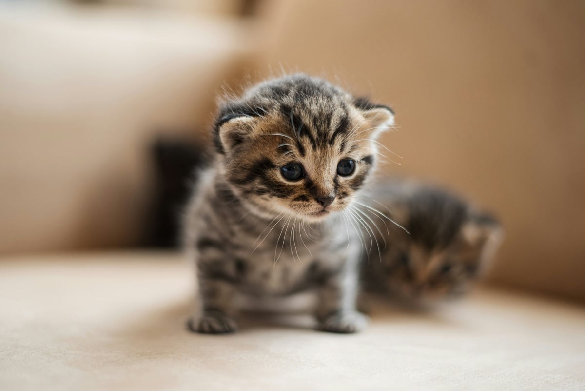 L'arrivée d'un chaton : le guide pour bien démarrer sa vie