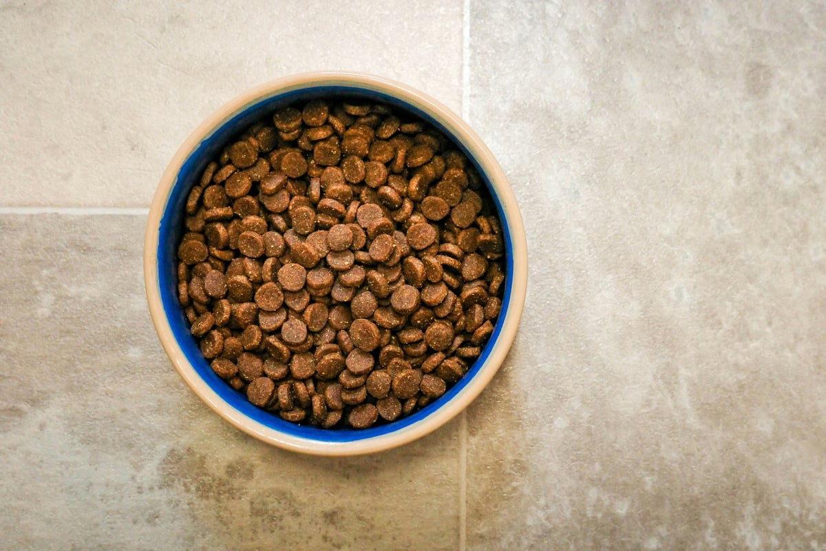 Bien nourrir son chien ou son chat : les bases d'une alimentation saine