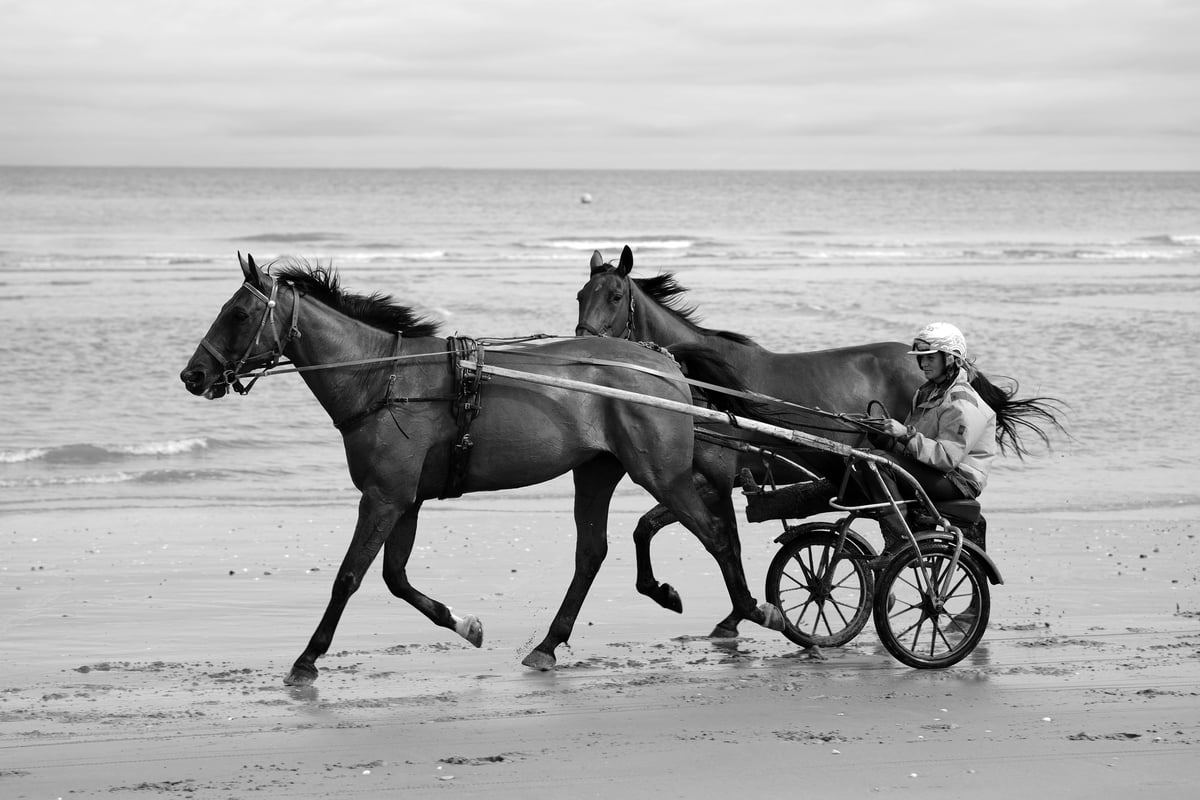 Les métiers du trot : ces passionnés qui font vivre les courses