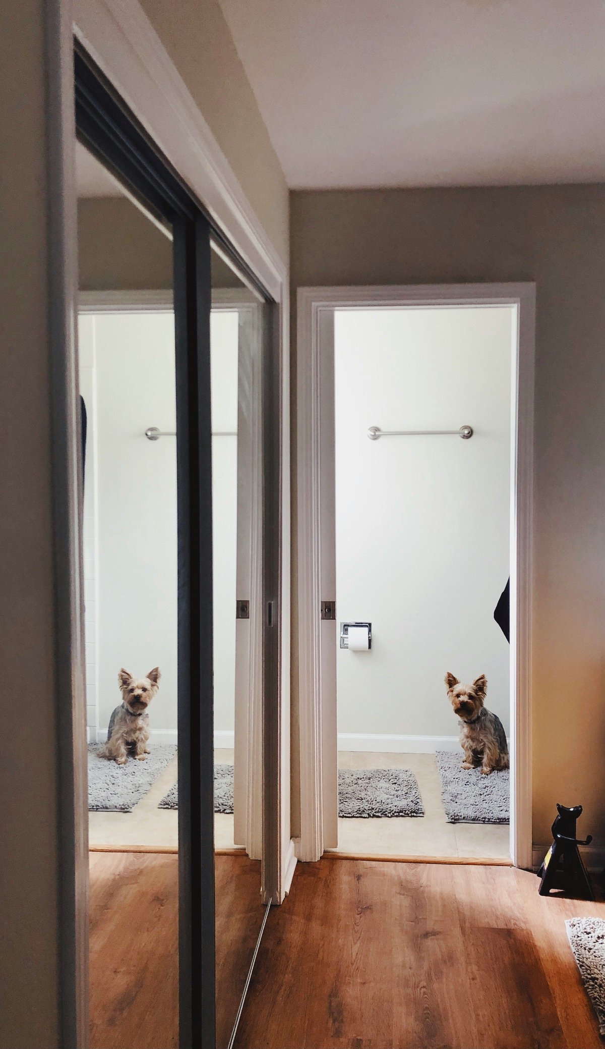 Adopter un animal en appartement : le guide pour bien vivre ensemble