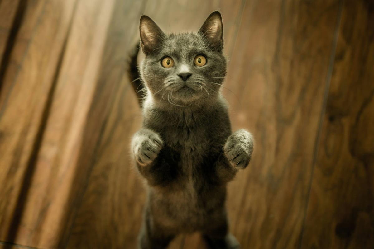 Comprendre son chat : décrypter son comportement et son langage