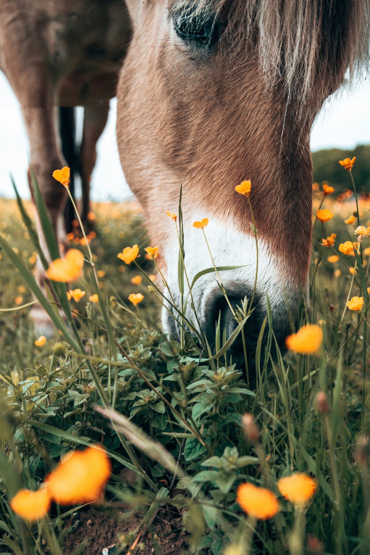 Bien nourrir son cheval : le guide de l'alimentation équine