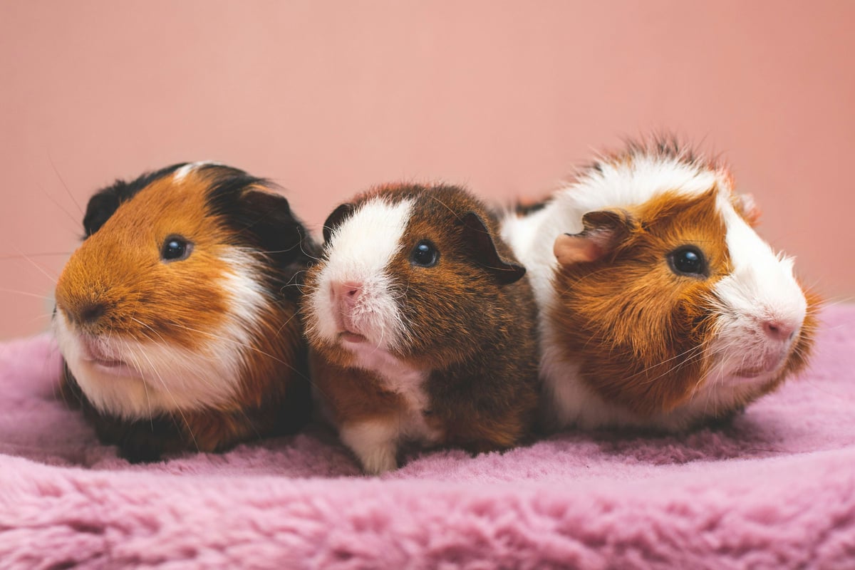 NAC : le guide pour bien débuter avec un nouvel animal de compagnie