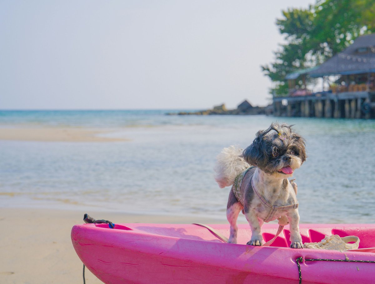 Partir en vacances avec son animal : le guide pour un départ serein