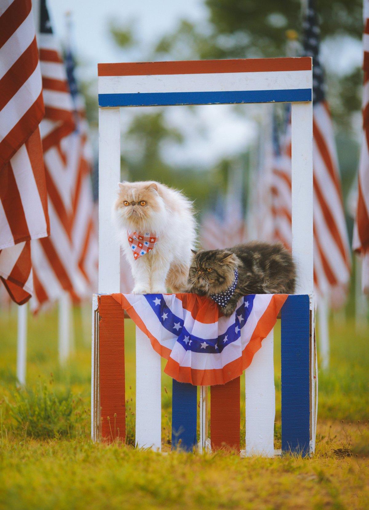 LOOF : dans les coulisses du registre officiel des chats de race