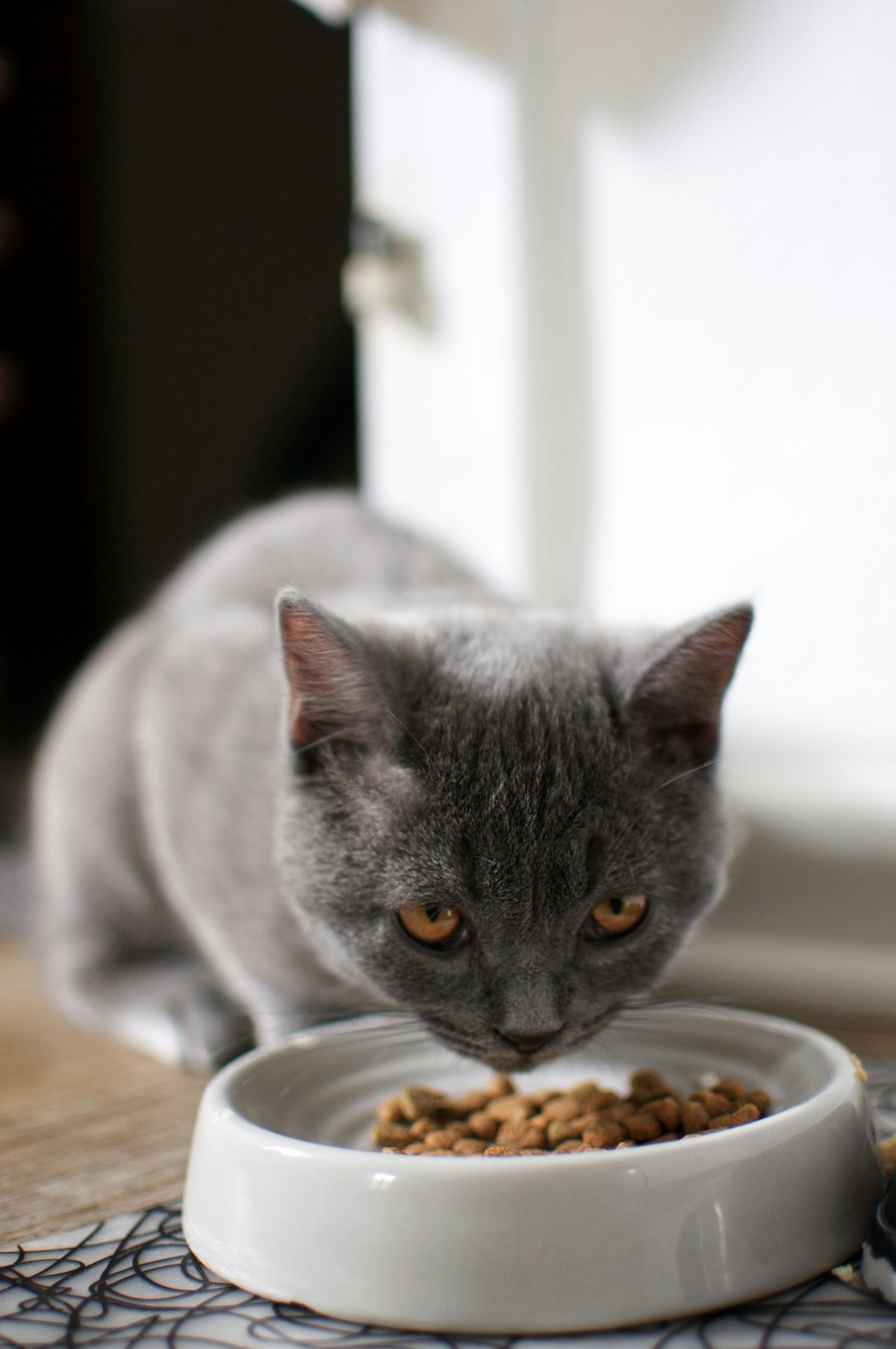 Bien nourrir son chat : le guide de l'alimentation féline