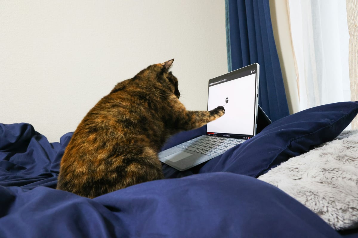 Le carnet de vie numérique du chat : à quoi ça sert ?