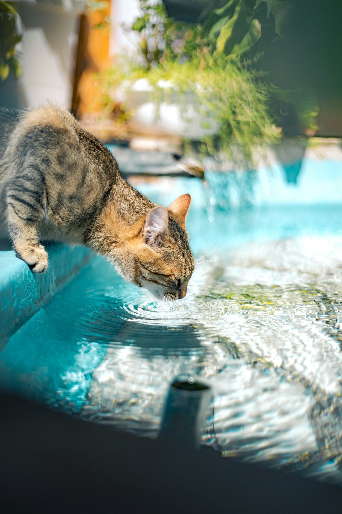 Canicule : comment protéger son chat des fortes chaleurs