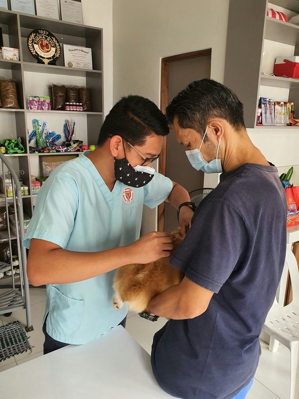 Reconnaître les urgences vétérinaires du chat : les signes à ne pas ignorer