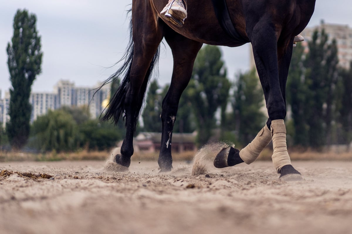 Le trot monté : dans les coulisses de l'exception française des courses