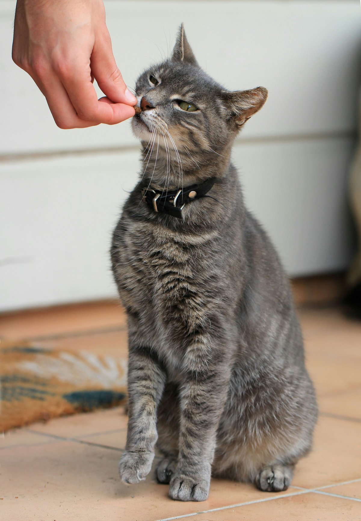 Les friandises du chat : bien les choisir, bien les doser