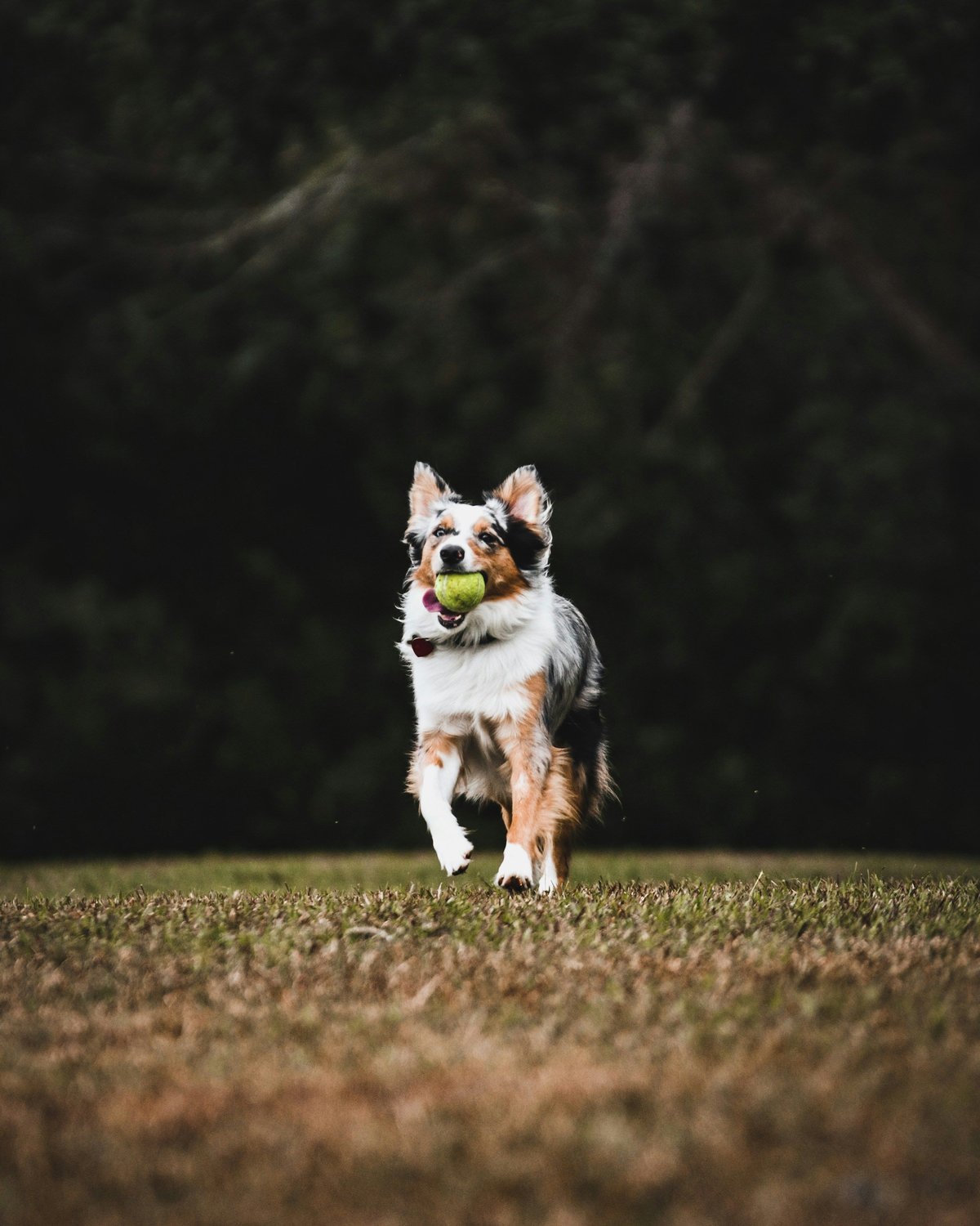 Faire du sport avec son chien : le guide pour bien commencer