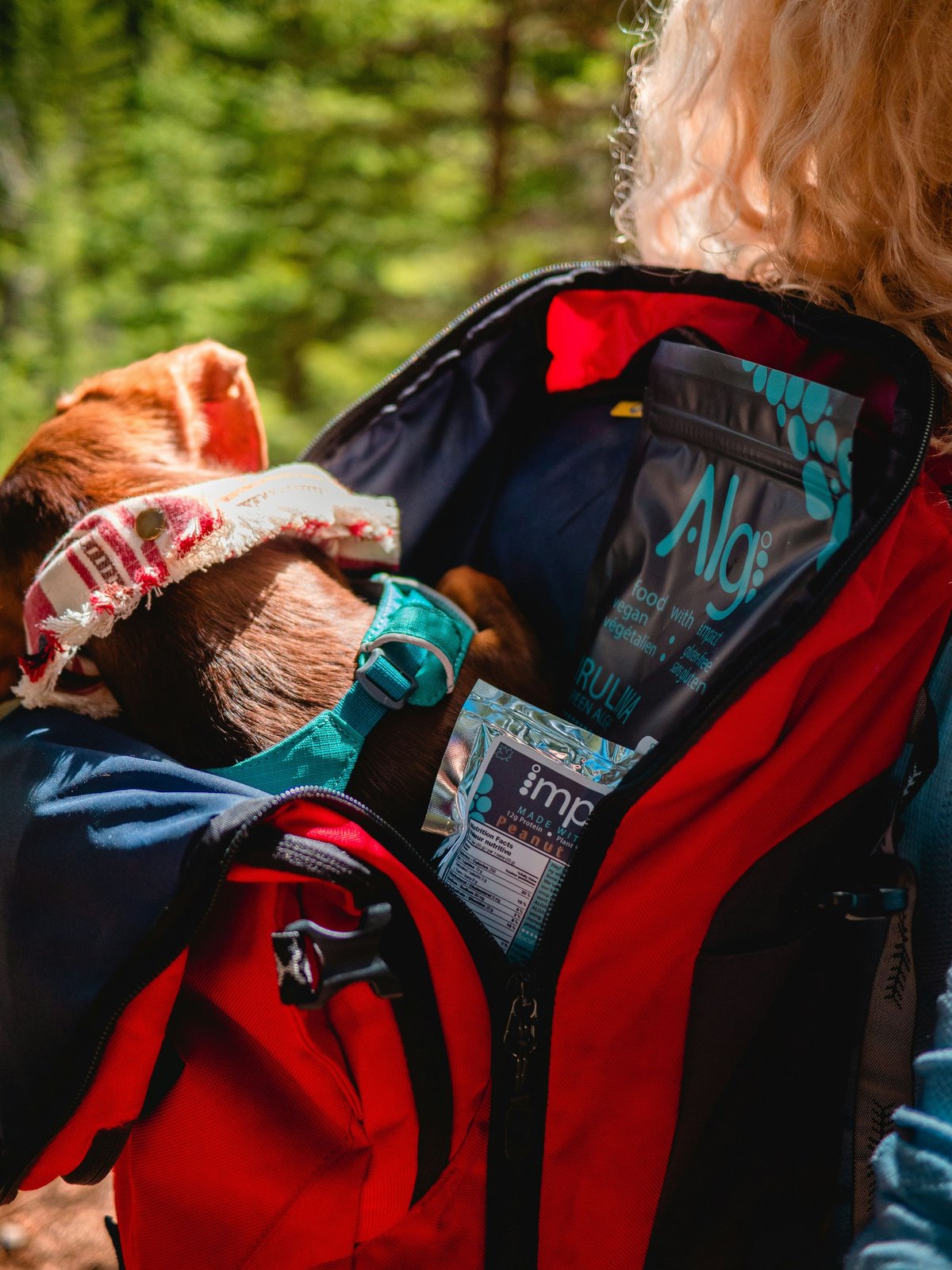 La trousse de secours du chien : les indispensables à emporter