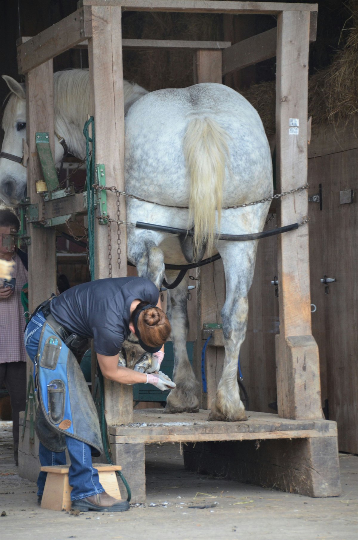 Le carnet de vie numérique du cheval: à quoi ça sert vraiment ?