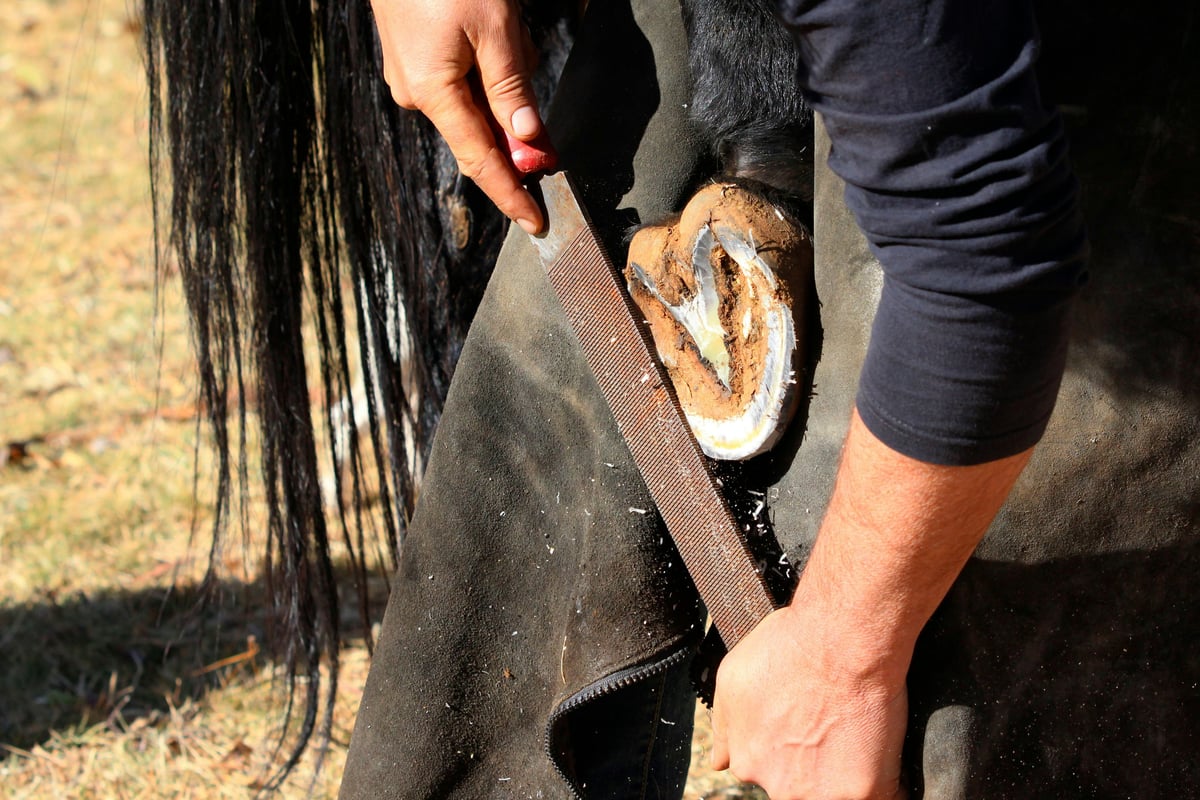 Comment trouver le bon professionnel du cheval grâce a un annuaire geolocalisé