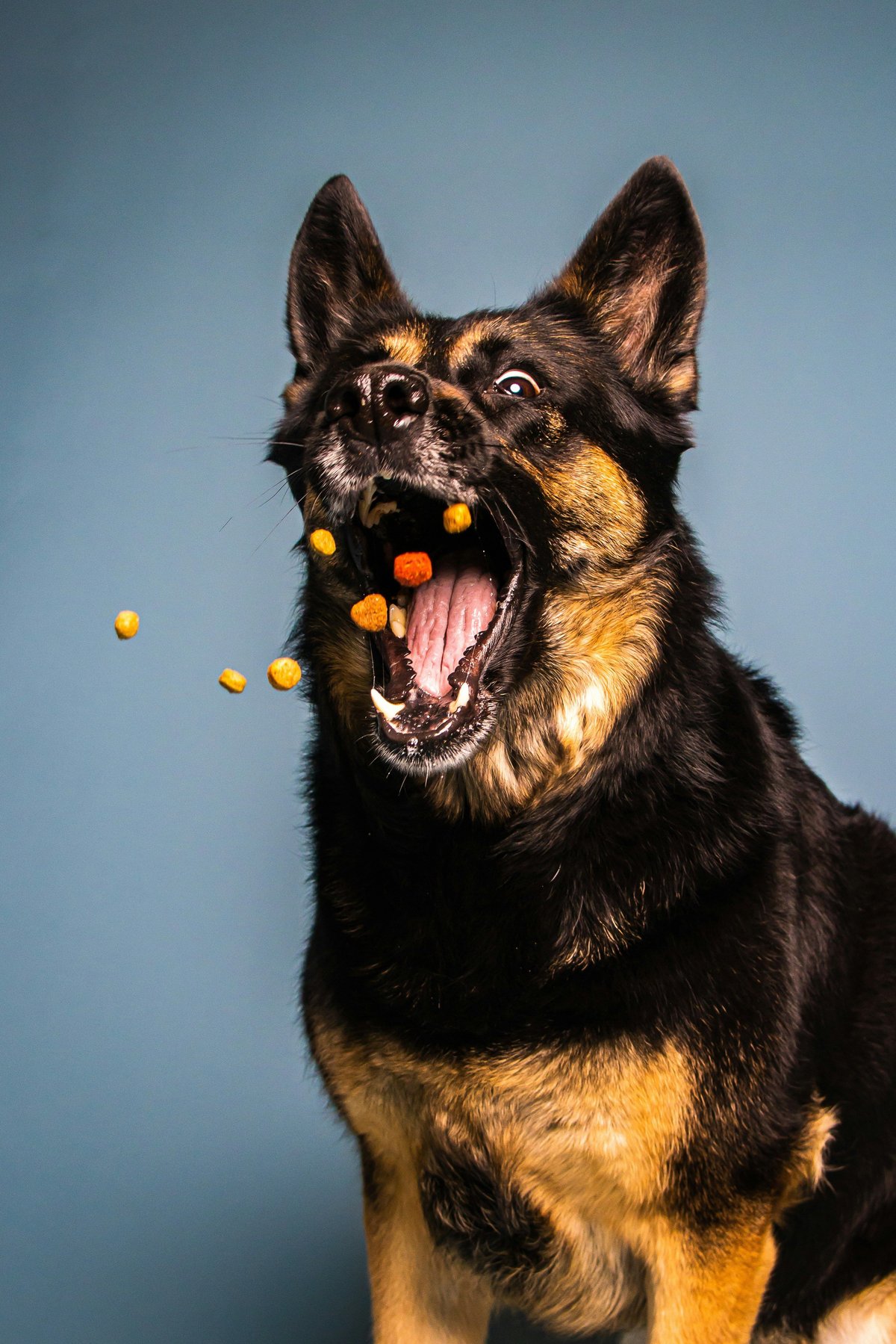 Bien nourrir son chien : le guide de l'alimentation canine
