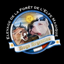 De la foret de l'elfe magique 