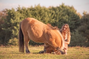 Éducation chevaux / Embarquement