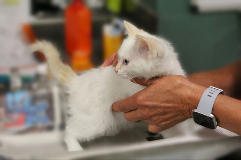 La stérilisation du chien et du chat : ce qu'il faut savoir