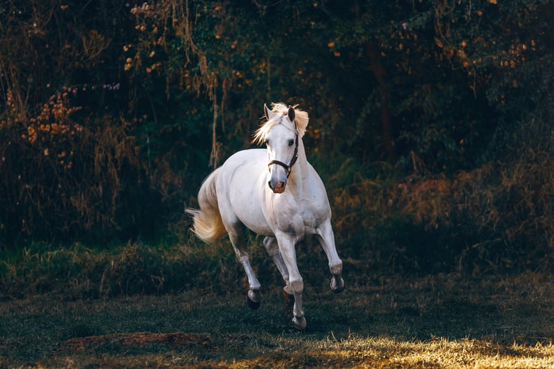 Assurer son cheval : les garanties à connaître