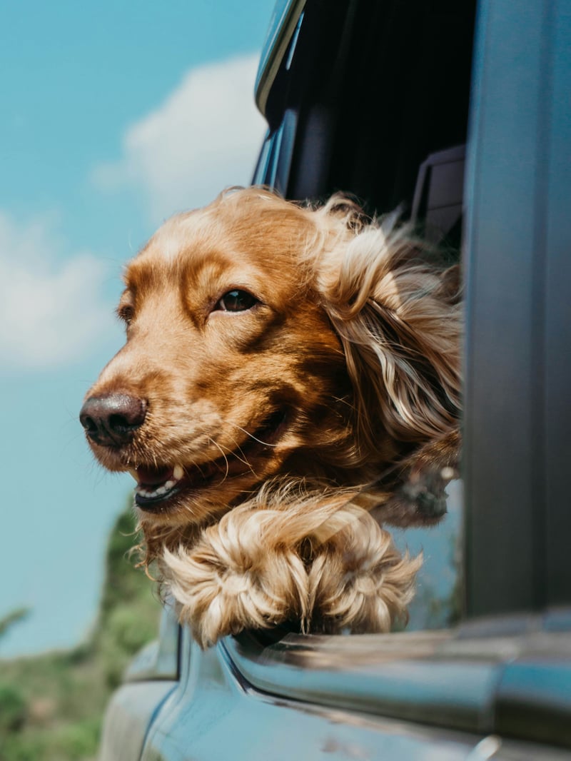 Bien voyager avec son chien : le guide de l'été