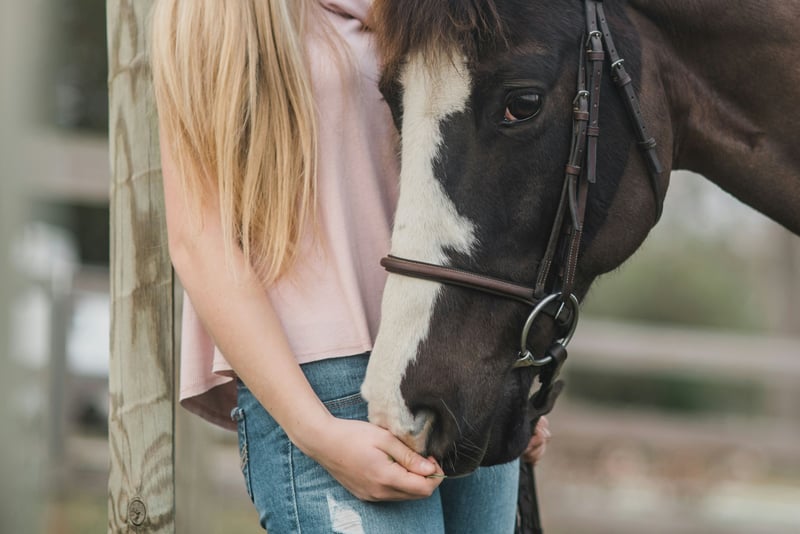 SIRE, UELN, vaccination : bien gérer les papiers de son cheval en 2026