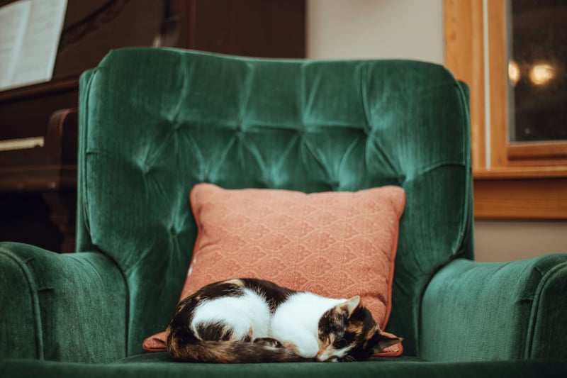 Le chat senior : accompagner son vieillissement en douceur