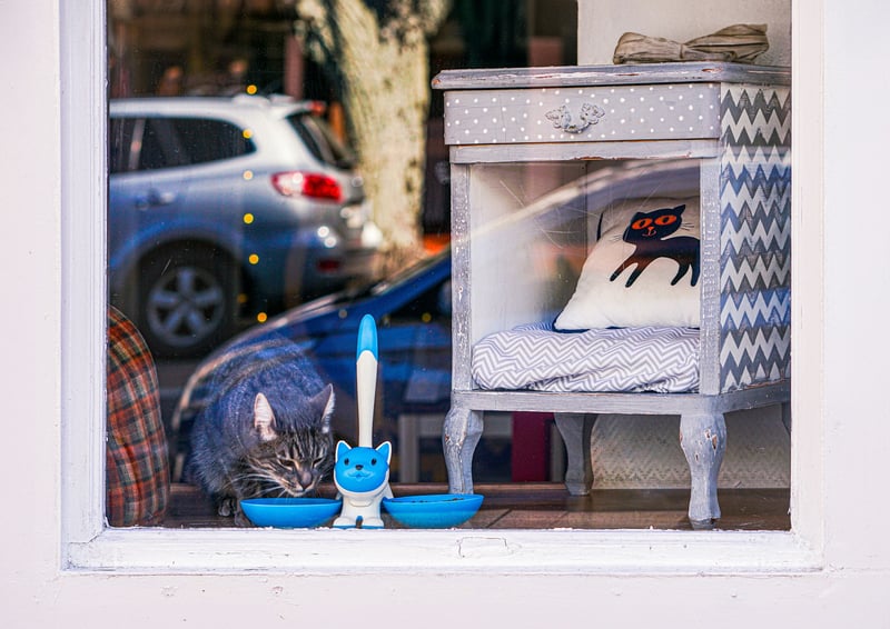 Un intérieur qui accueille bien son animal : aménagement et sécurité