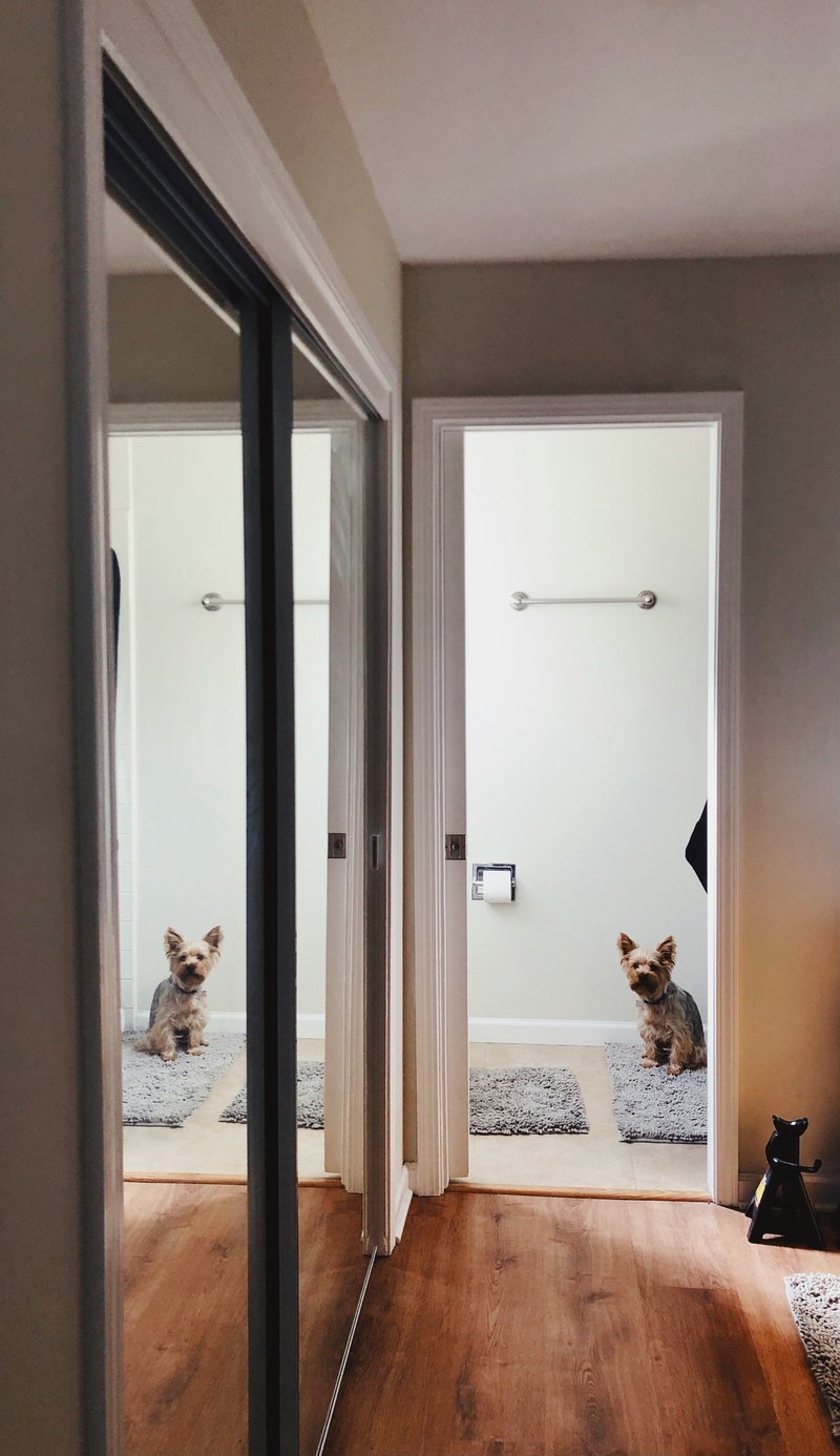 Adopter un animal en appartement : le guide pour bien vivre ensemble