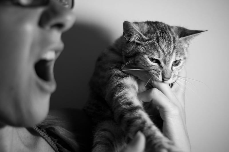 Le stress chez le chat : reconnaître les signes et l'apaiser