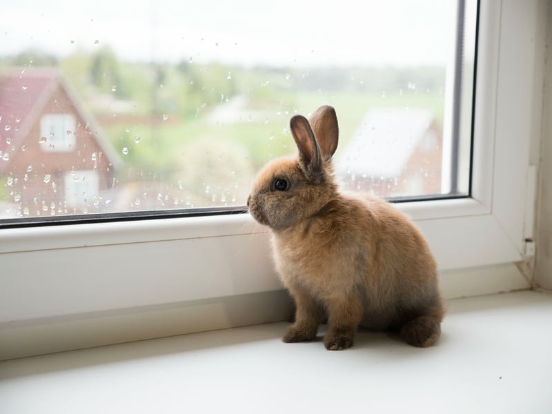 Adopter un lapin de compagnie : ce qu'il faut vraiment savoir
