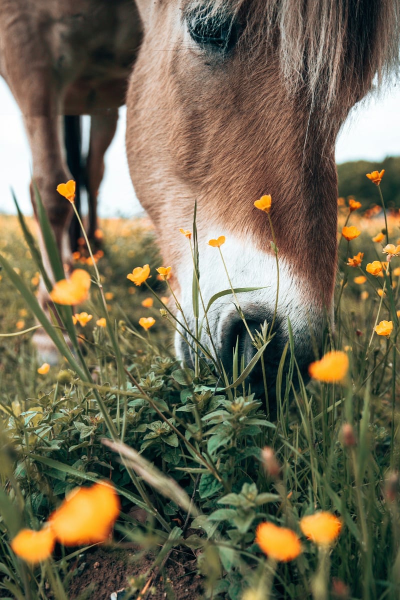 Bien nourrir son cheval : le guide de l'alimentation équine