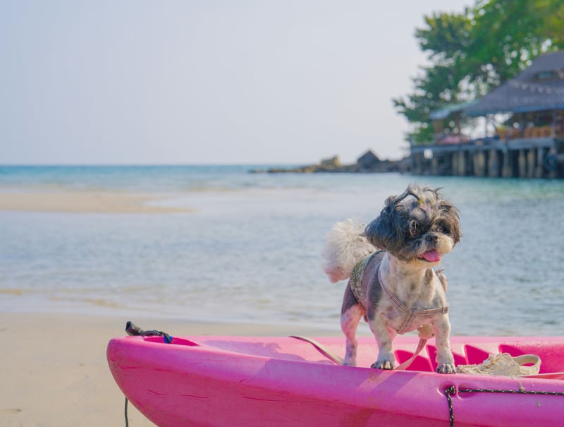 Partir en vacances avec son animal : le guide pour un départ serein