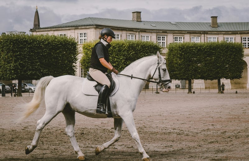 IFCE : dans les coulisses de l'institut qui veille sur tous les chevaux de France