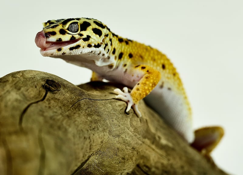 Adopter un reptile : besoins, terrarium et obligations légales