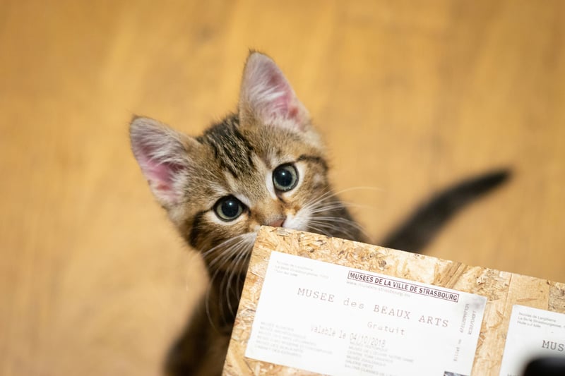 Certificat d'engagement et de connaissance : ce que la loi impose avant d'adopter