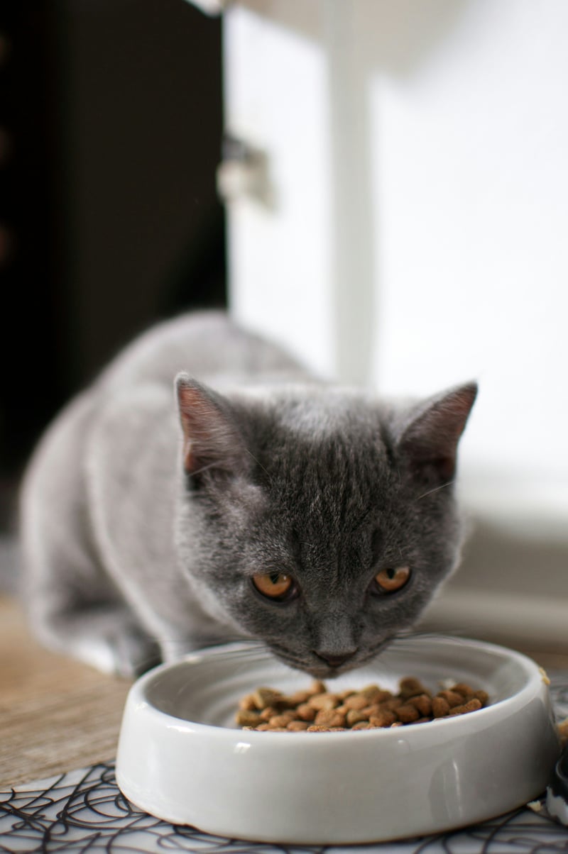 Bien nourrir son chat : le guide de l'alimentation féline