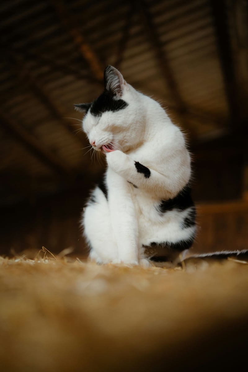 La santé du chat : vaccins, vermifuge et suivi vétérinaire
