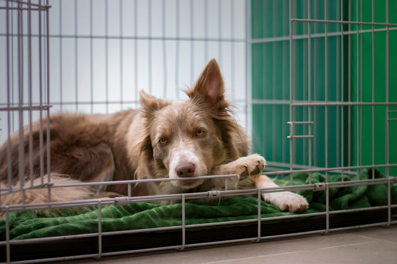Reconnaître les urgences vétérinaires du chien : les signes à ne pas ignorer