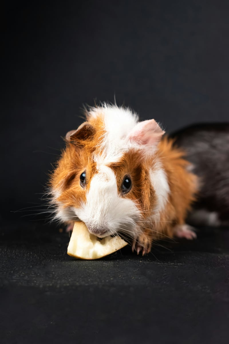 Bien nourrir son lapin et son cochon d'Inde : le guide de l'herbivore