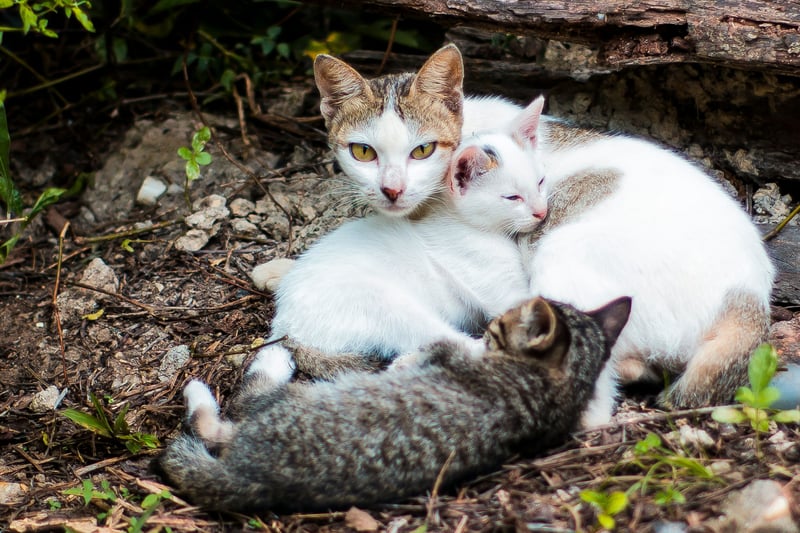 La stérilisation du chat : pourquoi et quand la faire