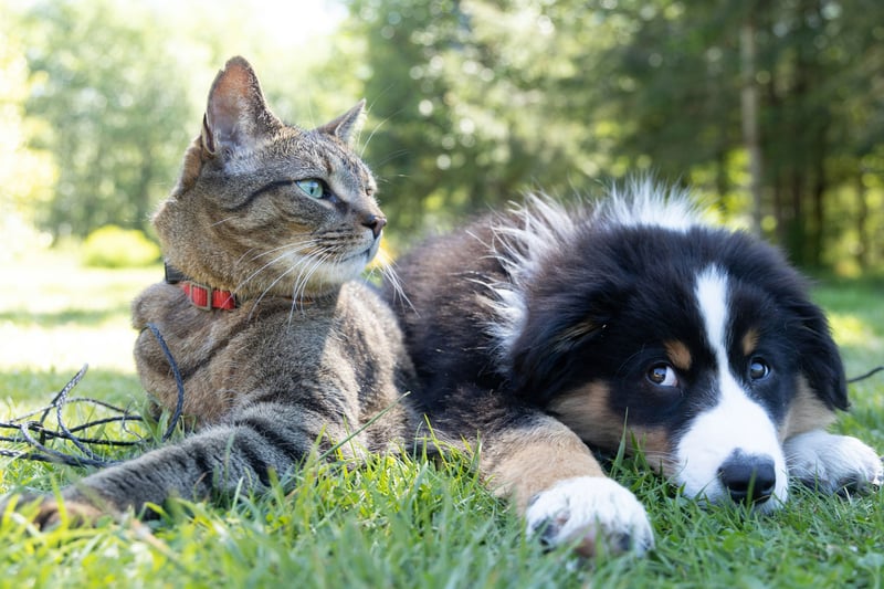 Faut-il assurer son chien ou son chat ? Le vrai bilan
