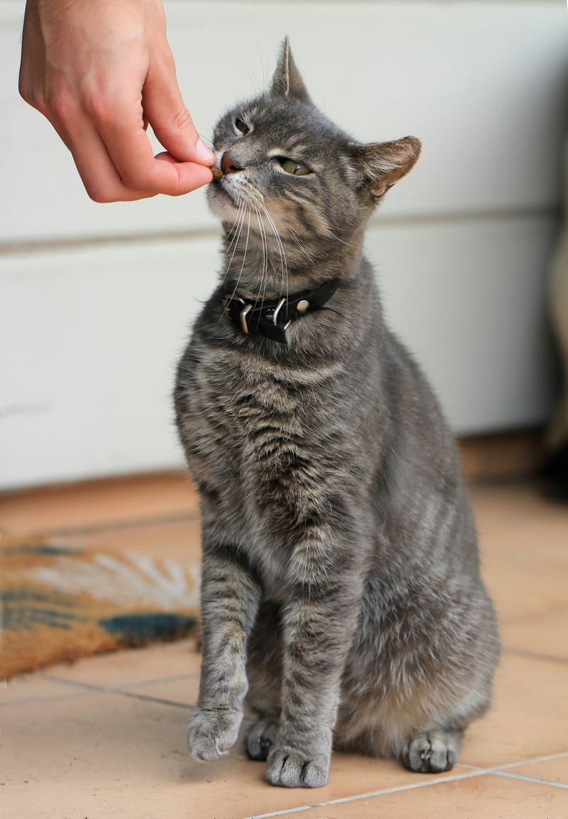 Les friandises du chat : bien les choisir, bien les doser