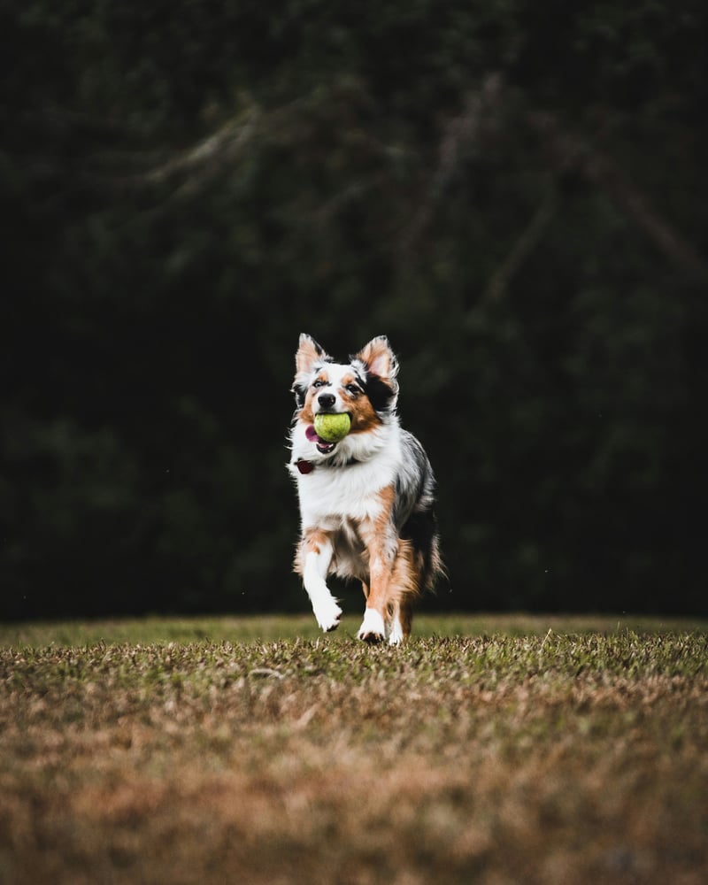 Faire du sport avec son chien : le guide pour bien commencer