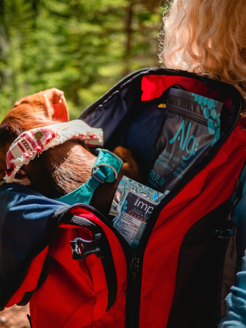 La trousse de secours du chien : les indispensables à emporter